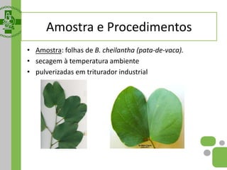 Amostra e Procedimentos
• Amostra: folhas de B. cheilantha (pata-de-vaca).
• secagem à temperatura ambiente
• pulverizadas em triturador industrial
 