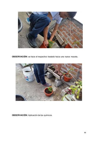 44
OBSERVACIÓN: se hace el respectivo traslado hacia una nueva maceta.
OBSERVACIÓN: Aplicación de los químicos.
 