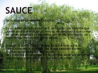  Salix alba es su nombre científico.
 Es un árbol de hoja perenne y de rápido crecimiento que
puede alcanzar más de 20 metros de longitud y que crece
en zonas templadas y húmedas del hemisferio norte, no
soportando temperaturas extremas.
 Aunque la parte más utilizada es la corteza para la
fabricación de la aspirina, las hojas también tienen
muchas propiedades medicinales.
Se recolecta en primavera y la corteza debe ser de ramas
que tengan, como mínimo, dos años de edad.
 