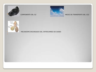  COMPONENTE DEL O2 MEDIO DE TRANSPORTE DEL CO2
 MECANISMO ENCARGADO DEL INTERCAMBIO DE GASES

 