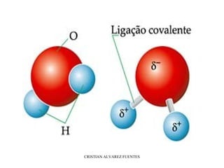 CRISTIAN ALVAREZ FUENTES
 