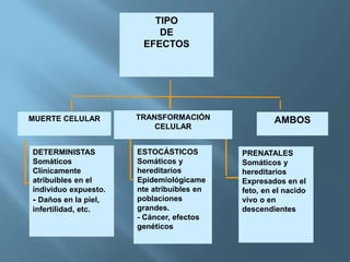 DETERMINISTAS
Somáticos
Clínicamente
atribuibles en el
individuo expuesto.
- Daños en la piel,
infertilidad, etc.
ESTOCÁSTICOS
Somáticos y
hereditarios
Epidemiológicame
nte atribuibles en
poblaciones
grandes.
- Cáncer, efectos
genéticos
PRENATALES
Somáticos y
hereditarios
Expresados en el
feto, en el nacido
vivo o en
descendientes
AMBOS
TIPO
DE
EFECTOS
TRANSFORMACIÓN
CELULAR
MUERTE CELULAR
 