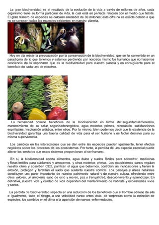 La gran biodiversidad es el resultado de la evolución de la vida a través de millones de años, cada
organismo tiene su forma particular de vida, la cual está en perfecta relación con el medio que habita.
El gran número de especies se calculan alrededor de 30 millones; esta cifra no es exacta debido a que
no se conocen todas las especies existentes en nuestro planeta.
Hoy en día existe la preocupación por la conservación de la biodiversidad, que se ha convertido en un
paradigma de lo que tenemos y estamos perdiendo por nosotros mismo los humanos que no hacemos
conciencia de lo importante que es la biodiversidad para nuestro planeta y en consiguiente para el
beneficio de cada uno de nosotros.
¿COMO SE BENEFICIA EL SER HUMANO DE LA BIODIVERSIDAD?
La humanidad obtiene beneficios de la Biodiversidad en forma de: seguridad alimen-taria,
mantenimiento de su salud, seguridadenergética, agua, materias primas, recreación, satisfacciones
espirituales, inspiración artística, entre otros. Por lo mismo, bien podemos decir que la existencia de la
biodiversidad garantiza una buena calidad de vida para el ser humano y es factor decisivo para su
misma supervivencia.
Los cambios en las interacciones que se dan entre las especies pueden igualmente, tener efectos
negativos sobre los procesos de los ecosistemas. Por tanto, la pérdida de una especie esencial puede
alterar los servicios que estos sistemas proporcionan al ser humano.
En sí, la biodiversidad aporta alimentos, agua dulce y suelos fértiles para sobrevivir, medicinas
y fibras textiles para cuidarnos y arroparnos, y otras materias primas. Los ecosistemas sanos regulan
nuestro clima y absorben CO2, purifican el agua que bebemos, controlan las inundaciones y frenan la
erosión, protegen y fertilizan el suelo que sustenta nuestra comida. Los paisajes y áreas naturales
constituyen una parte importante de nuestro patrimonio natural y de nuestra cultura, ofreciendo entre
otros valores, un ambiente sano de ocio y recreo, paz y tranquilidad, descubrimiento y aprendizaje. En
definitiva, nuestra vida y calidad de vida dependen del mantenimiento de hábitats y ecosistemas vivos
y sanos.
La pérdida de biodiversidad impacta en una reducción de los beneficios que el hombre obtiene de ella
e igualmente, sube el riesgo, a una velocidad nunca antes vista, de sorpresas como la extinción de
especies, los cambios en el clima o la aparición de nuevas enfermedades.
 