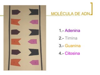MOLÉCULA DE ADN 1.-  Adenina 2.-  Timina 3.-  Guanina 4.-  Citosina 