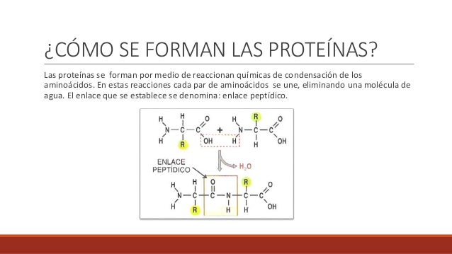 https://image.slidesharecdn.com/quimica-protenas-161117183846/95/quimica-protenas-6-638.jpg?cb=1479408247