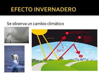 Se observa un cambio climático
 