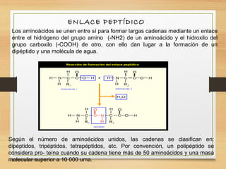 Los aminoácidos se unen entre sí para formar largas cadenas mediante un enlace
entre el hidrógeno del grupo amino (-NH2) de un aminoácido y el hidroxilo del
grupo carboxilo (-COOH) de otro, con ello dan lugar a la formación de un
dipéptido y una molécula de agua.
Según el número de aminoácidos unidos, las cadenas se clasifican en:
dipéptidos, tripéptidos, tetrapéptidos, etc. Por convención, un polipéptido se
considera pro- teína cuando su cadena tiene más de 50 aminoácidos y una masa
molecular superior a 10 000 uma.
ENLACE PEPTÍDICO
34
 
