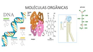 MOLÉCULAS ORGÂNICAS
 