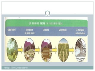 ALEYDA MONTAÑEZ PALENCIA
 