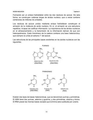 ACIDOS NUCLEICOS                                                                           Capitulo II

Formando así un enlace fosfodiéster entre los dos residuos de azúcar. De esta
forma, se construyen cadenas largas de ácidos nucleico, que a veces contiene
centenares de millones de unidades.

Los residuos de azúcar unidos mediante enlace fosfodiéster constituyen el
armazón de la molécula de acido nucleico. En sí, el armazón es una estructura
repetitiva, incapaz de codificar información. La importancia de los ácidos nucleicos
en el almacenamiento y la transmisión de la información derivan de que son
heteropolimeros. Cada monómero de la cadena contiene una base heterocíclica,
que siempre va unida al carbono 1’ del azúcar.

Las estructuras de las principales bases existentes en los ácidos nucleicos son las
siguientes:

                                        PURINAS
                                      NH2                      O

                             N                         N
                                        N                           NH

                             N                         N       N         NH2
                                   N
                             H                         H
                             Adenina (A)                   Guanina (G)
                             (DNA/RNA)                      (DNA/RNA)




                                            PIRIMIDINAS

                            NH2                    O                              O

                                                              CH3
                        N                    HN                              HN


                   O        N           O          N                     O        N
                            H                      H                              H
                       Citosina (C)           Timina (T)                     Uracilo (U)
                       (DNA/RNA)                (DNA)                          (RNA)



Existen dos tipos de bases heterocíclicas, que se denominan purinas y pirimidinas.
El ADN tiene dos purinas, adenina y guanina, y dos pirimidinas, citosina y timina.
El RNA posee las mismas bases excepto que la timina esta sustituida por uracilo.




                                                  11
 