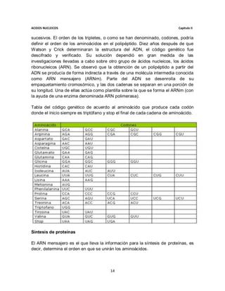 ACIDOS NUCLEICOS                                                           Capitulo II


sucesivos. El orden de los tripletes, o como se han denominado, codones, podría
definir el orden de los aminoácidos en el polipéptido. Diez años después de que
Watson y Crick determinaran la estructura del ADN, el código genético fue
descifrado y verificado. Su solución dependió en gran medida de las
investigaciones llevadas a cabo sobre otro grupo de ácidos nucleicos, los ácidos
ribonucleicos (ARN). Se observó que la obtención de un polipéptido a partir del
ADN se producía de forma indirecta a través de una molécula intermedia conocida
como ARN mensajero (ARNm). Parte del ADN se desenrolla de su
empaquetamiento cromosómico, y las dos cadenas se separan en una porción de
su longitud. Una de ellas actúa como plantilla sobre la que se forma el ARNm (con
la ayuda de una enzima denominada ARN polimerasa).

Tabla del código genético de acuerdo al aminoácido que produce cada codón
donde el inicio siempre es triptófano y stop el final de cada cadena de aminoácido.




Síntesis de proteínas

El ARN mensajero es el que lleva la información para la síntesis de proteínas, es
decir, determina el orden en que se unirán los aminoácidos.




                                        14
 