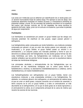 LIPIDOS                                                                       Capitulo V


Céridos

Las ceras son moléculas que se obtienen por esterificación de un ácido graso con
un alcohol monovalente lineal de cadena larga. Por ejemplo la cera de abeja. Son
sustancias altamente insolubles en medios acuosos y a temperatura ambiente se
presentan sólidas y duras. En los animales las podemos encontrar en la superficie
del cuerpo, piel, plumas, cutícula, etc. En los vegetales, las ceras recubren la
epidermis de frutos, tallos, junto con la cutícula o la suberina, que evitan la pérdida
de agua por evaporación.

Fosfolípidos

Los fosfolípidos se caracterizan por poseer un grupo fosfato que les otorga una
marcada polaridad. Se clasifican en dos grupos, según posean glicerol o
esfingosina.

Los fosfoglicéridos están compuestos por ácido fosfatídico, una molécula compleja
compuesta por glicerol, al que se unen dos ácidos grasos (uno saturado y otro
insaturado) y un grupo fosfato; el grupo fosfato posee un alcohol o un
aminoalcohol, y el conjunto posee una marcada polaridad y forma lo que se
denomina la cabeza polar del fosfoglicérido; los dos ácidos grasos forman las dos
colas hidrófobas; por tanto, los fosfoglicéridos son moléculas con un fuerte
carácter anfipático que les permite formar bicapas, que son la arquitectura básica
de todas las membranas biológicas.

Los principales alcoholes y aminoalcoholes de los fosfoglicéridos que se
encuentran en las membranas biológicas son la colina (para formar la
fosfatidilcolina o lecitina), la etanolamina (fosfatidiletanolamina o cefalina), serina
(fosfatidilserina) y el inositol (fosfatidilinositol).

Los fosfoesfingolípidos son esfingolípidos con un grupo fosfato, tienen una
arquitectura molecular y unas propiedades similares a los fosfoglicéridos. No
obstante, no contienen glicerol, sino esfingosina, un aminoalcohol de cadena larga
al que se unen un ácido graso, conjunto conocido con el nombre de ceramida; a
dicho conjunto se le une un grupo fosfato y a éste un aminoalcohol; el más
abundante es la esfingomielina, en la que el ácido graso es el ácido lignocérico y
el aminoalcohol la colina; es el componente principal de la vaina de mielina que
recubre los axones de las neuronas.




                                          49
 