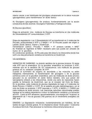 METABOLISMO                                                                   Capítulo VI


interior celular o ser hidrolizada del glucógeno almacenado en la célula muscular
(glucogenolisis) para transformarse en ácido láctico.                            .

A) Glucógeno (glucogenolisis): Se produce, fundamentalmente, por la acción
consecutiva de dos enzimas: Glucógeno Fosforilasa y Fosfoglucomutasa.

B) Glucosa (glucólisis):

Etapa de activación: Una molécula de Glucosa se transforma en dos moléculas
de Gliceraldehido-3-P consumiéndose 2 ATP.                                 .


Etapa de degradación: Los 2 Gliceraldehido-3-P se transforman en 2 moléculas de
Piruvato, produciéndose 4 ATP y 2 NADH + H+. El Piruvato puede dar origen a:
Lactato (ácido láctico), Etanol y Acetil-CoA.                                      .
Fermentación Láctica.- Piruvato + NADH + H+ produce Lactato + NAD+
Su finalidad es regenerar el NAD+ necesario para que pueda ser utilizado de
nuevo en la glucólisis.                                                            .
En condiciones aeróbicas.- El Piruvato pasa del citosol a la mitocondria donde tras
sufrir una descarboxilación oxidativa se transforma en Acetil-CoA.

VÍA AERÓBICA:

HIDRATOS DE CARBONO: La división aeróbica de la glucosa produce 19 veces
más ATP que la anaeróbica. En la glucólisis anaeróbica se producen 2 ATP,
mientras que en la aeróbica 38. En consecuencia, una molécula de glucosa
produce en su oxidación completa 36 ATP.                                              .
Cuando el suministro de oxígeno es abundante y los músculos no están
trabajando intensamente, la transformación del glucógeno o de la glucosa
comienza como en la glucólisis anaeróbica, pero las moléculas de ácido pirúvico
(piruvato) no se convierten en ácido láctico (lactato), sino que pasan del
sarcoplasma (citosol) a las mitocondrias, donde una serie de reacciones hacen
posible la formación de Acetil-CoA, que es el iniciador del Ciclo de Krebs.
En la glucólisis, cada molécula de glucosa degradada da lugar a 2 moléculas de
Ácido Pirúvico, 2 NADH y 2 ATP. En el sistema piruvato deshidrogenasa y en el
ciclo de Krebs se producen 1 GTP (equivale a 1 ATP), 4 NADH y 1 FADH2 por
cada molécula de ácido pirúvico. Las coenzimas reducidas mencionadas pueden
ingresar en la cadena respiratoria e inducir la fosforilación oxidativa y la formación
de ATP. Como el ATP almacena, aproximadamente, una energía de 7 kcal/mol, la
degradación de 1 mol de glucosa (180 gramos) da un rendimiento energético de
266 kcal.                                                                            .

GRASAS: La degradación intracelular, fundamentalmente por hidrólisis, de los
lípidos da lugar a ácidos grasos. En el citoplasma celular: Ácido graso + Coenzima
A produce Acil-CoA. Para atravesar la membrana mitocondrial precisa de un

                                          54
 