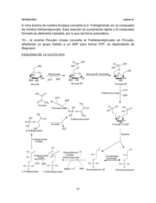 METABOLISMO                                                                                                                    Capítulo VI

9.-Una enzima de nombre Enolasa convierte la 2- Fosfoglicerato en un compuesto
de nombre fosfoenolpiruvato. Esta reacción es sumamente rápida y el compuesto
formado es altamente inestable, por lo que de forma automática…

10.-…la enzima Piruvato cinasa convierte el Fosfatoenolpiruvato en Piruvato,
añadiendo un grupo fosfato a un ADP para formar ATP, es dependiente de
Magnesio.

ESQUEMA DE LA GLICOLISIS:

                                                               O               OH
                                                                       P                                           O           OH
                     OH                                    HO                                                            P
                                                                       O                                       HO
                                                                                                                         O           OH
                      O                                                    O                                         O
            OH                      Hexocinasa                                       Glucosa 6P isomerasa
                                                           OH                                                      OH
                          OH                  ADP                              OH                                         OH
        OH HO                      ATP                    OH HO                                                        HO
            Glucosa                                        Glucosa 6P                                              Fructosa 6P

                                                                                                                               ATP
                    HO         O                                                                     Fosfofructocinasa
                                                                                                                               ADP
                                              ATP
                                                     ADP
                     O      CH3
                                                                            HO
                      Piruvato                                                                             O       OH
                                         Piruvatocinasa     OH                                                                 HO
                                                                                     O                         P                         O
                                                                                                          HO                        P
                                                          O P          O                                                       HO
                     HO                                   HO                   CH2                                      O
           OH               O                              Fosfoenolpiruvato                                           OH
                                                                                                                               OH
   O P          O                                                                                                         HO
                                        Enolasa                                                                Fructosa 1,6 DiP
      HO
             HO                                     H2O
      2-Fosfoglicerato
                                                                                                                             Ruptura

                Fosfoglicerato
                  mutasa

                                         OH
                                                                                                 O                                      OH
      HO        O                        P     O
                                    O               Gliceraldehido Pi
                                         OH           3 fosfato                            HO                                  O
                 Fosfoglicerato         HO                                                              Triosafosfato
      HO                                            deshidrogenasa
                    cinasa                                                                               Isomerasa
                                                                                            O                                   O
       O                                 O
                    ATP ADP                                                           HO    P   OH                        HO    P   OH
 HO     P   OH                     HO    P    OH
                                                                   +                        O                                   O
       O                                 O           NADH + H               NAD Gliceraldehido 3P
                                                                                                                       Dihidroxiacetona P
3- Fosfoglicerato          1,3-Difosfoglicerato




                                                                       57
 