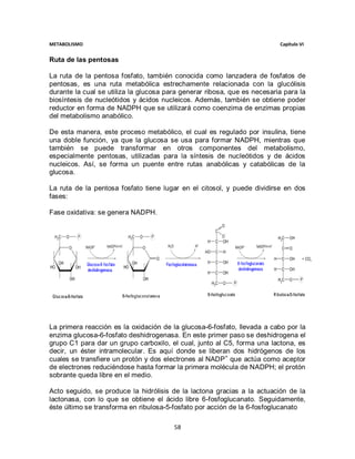 METABOLISMO                                                               Capítulo VI


Ruta de las pentosas

La ruta de la pentosa fosfato, también conocida como lanzadera de fosfatos de
pentosas, es una ruta metabólica estrechamente relacionada con la glucólisis
durante la cual se utiliza la glucosa para generar ribosa, que es necesaria para la
biosíntesis de nucleótidos y ácidos nucleicos. Además, también se obtiene poder
reductor en forma de NADPH que se utilizará como coenzima de enzimas propias
del metabolismo anabólico.

De esta manera, este proceso metabólico, el cual es regulado por insulina, tiene
una doble función, ya que la glucosa se usa para formar NADPH, mientras que
también se puede transformar en otros componentes del metabolismo,
especialmente pentosas, utilizadas para la síntesis de nucleótidos y de ácidos
nucleicos. Así, se forma un puente entre rutas anabólicas y catabólicas de la
glucosa.

La ruta de la pentosa fosfato tiene lugar en el citosol, y puede dividirse en dos
fases:

Fase oxidativa: se genera NADPH.




La primera reacción es la oxidación de la glucosa-6-fosfato, llevada a cabo por la
enzima glucosa-6-fosfato deshidrogenasa. En este primer paso se deshidrogena el
grupo C1 para dar un grupo carboxilo, el cual, junto al C5, forma una lactona, es
decir, un éster intramolecular. Es aquí donde se liberan dos hidrógenos de los
cuales se transfiere un protón y dos electrones al NADP+ que actúa como aceptor
de electrones reduciéndose hasta formar la primera molécula de NADPH; el protón
sobrante queda libre en el medio.

Acto seguido, se produce la hidrólisis de la lactona gracias a la actuación de la
lactonasa, con lo que se obtiene el ácido libre 6-fosfoglucanato. Seguidamente,
éste último se transforma en ribulosa-5-fosfato por acción de la 6-fosfoglucanato

                                        58
 