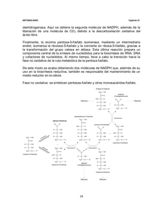 METABOLISMO                                                                 Capítulo VI


deshidrogenasa. Aquí se obtiene la segunda molécula de NADPH, además de la
liberación de una molécula de CO 2 debido a la descarboxilación oxidativa del
ácido libre.

Finalmente, la enzima pentosa-5-fosfato isomerasa, mediante un intermediario
endiol, isomeriza la ribulosa-5-fosfato y la convierte en ribosa-5-fosfato, gracias a
la transformación del grupo cetosa en aldosa. Esta última reacción prepara un
componente central de la síntesis de nucleótidos para la biosíntesis de RNA, DNA
y cofactores de nucleótidos. Al mismo tiempo, lleva a cabo la transición hacia la
fase no oxidativa de la ruta metabólica de la pentosa fosfato.

De este modo se acaba obteniendo dos moléculas de NADPH que, además de su
uso en la biosíntesis reductiva, también es responsable del mantenimiento de un
medio reductor en la célula.

Fase no oxidativa: se sintetizan pentosas-fosfato y otros monosacáridos-fosfato.




                                         59
 