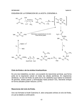 METABOLISMO                                                                                                         Capítulo VI

ESQUEMA DE LA FORMACION DE LA ACETIL COENZIMA A

                            TPP
       HO             O                            O         CH3                            O         CH3
                                  Enzima 1
                                                                                  E2                  AL AL
                                                   TPP            E2                        TPP            E2
        O             CH3         +                          E1        E3    2 AL                     E1        E3
                             2H       CO 2




            AL    AL                                                                                       O
                            FAD            Interviene nuevamente en el ciclo                H3C
 TPP             E2                                Para ahorar pasos
        E1            E3                                                                                   ALRAL
                                                                                                TPP            E2
                                                                                                        E1            E3

                              +
                  NADH + H
       E3                                                                                                      E2

                      NAD

                                                                       O                                          O
                                                                                 CH3                                          CH3
       AL        AL
                                                                  AL       ALR                               AL       ALR
TPP         E2            FADH2       E2      E3                                       E2
       E1         E3                                   TPP             E2        FAD              TPP               E2
                                                              E1            E3                             E1            E3
                              Acetil-CoA CoA                                                FAD




Ciclo de Krebs o de los ácidos tricarboxilicos

Es una ruta metabólica, es decir, una sucesión de reacciones químicas, que forma
parte de la respiración celular en todas las células aeróbicas. En organismos
aeróbicos, el ciclo de Krebs es parte de la vía catabólica que realiza la oxidación
de glúcidos, ácidos grasos y aminoácidos hasta producir CO2, liberando energía
en forma utilizable (poder reductor y GTP).



Reacciones del ciclo de Krebs.

Una vez formada la Acetil Coenzima A, este compuesto entrara al ciclo de Krebs,
el cual se detalla a continuación.

                                                              62
 
