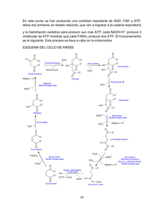 En este punto se han producido una cantidad importante de NAD, FAD y ATP,
estos dos primeros en estado reducido, que van a ingresar a la cadena respiratoria

y la fosforilación oxidativa para producir aun mas ATP, cada NADH+H + produce 3
moléculas de ATP mientras que cada FADH 2 produce dos ATP. El funcionamiento
es el siguiente. Este proceso se lleva a cabo en la mitocondria.

ESQUEMA DEL CICLO DE KREBS
                                                                 O                                                  O
             O
                                                                             -                                                          -
 O                    -                              CoA                O                                                           O
                  O                                                                                                                     -
                                  Ci tratosi ntasa                           -
                      -                                                 O            Aconi tasa                                     O
                  O                                     HO                                               HO
                                                                                                                                        Aconi tato
                                   Acetil -CoA                   O                                   HO             O
         O                                                               -           H2O                                            -
                                                                     O                                                      O
     Oxal acetato
                                                             O                                                 O
             +
NADH + H                                                     Ci trato
                                                                                                                   Aconi tasa B
                        Malato
                     Deshi drogenasa                                                                 H2O
       +
 NAD                                                                                                            O

                                                                                                                                -
                 O                                                                                                      O
                                                                                                                                -
                              -                                                                                         O                   Isoci trato
                      O
                              -
                          O                                                                       HO            O
  HO                                                                                                                        -
                                                                                                                        O
              O                                                                                            O
             Malato
                                                                                                     +
                                                                                             NAD                 Isoci trato
                                                                                                               Deshi drogenasa

                 Fumarasa                                                                                                                       +
                                                                                                 CO 2               NADH + H
     H2O
                                                                                                          O
              O                                                                                                         -
                                                                                                                    O
                          -
                     O
                          -                                                                                        -Cetogl utarato
                     O
                                                                                                     O
                                                                                                                        -
              O                                                                                                     O
           Fumarato                                                                                        O

                                                                                           CoA
       FADH 2                                                                                                       +
                                    Succi nato                                                                NAD                            Complej o
                                  Deshi drogenasa                                                                                         Multienzi matico
                                                                                      CO 2
                      +
                                                                                                                                        De la -cetogl utarato
              FAD                                                                                                                   +     Deshi drogenasa
                                      O                                               O                    NADH + H
                                                                                                 -
                                                                                             O
                                               -      Guanindi fosfato
                                           O            Ti osi nasa
                                               -
                                           O
                                                   GT P + CoA
                                                                  GDP            O
                                     O                                                 S     CoA
                                  Succi nato                                         Succi nil CoA




                                                                         64
 