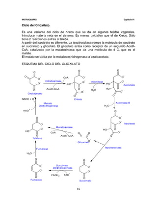 METABOLISMO                                                                                                                        Capítulo VI

Ciclo del Glioxilato.

Es una variante del ciclo de Krebs que se da en algunos tejidos vegetales.
Introduce materia neta en el sistema. Es menos oxidativo que el de Krebs. Sólo
tiene 2 reacciones extras al Krebs.
A partir del isocitrato es diferente. La isocitratoliasa rompe la molécula de isocitrato
en succinato y glioxilato. El glioxilato actúa como receptor de un segundo Acetil-
CoA, catalizado por la malatosintasa que da una molécula de 4 C, que es el
malato.
El malato se oxida por la malatodeshidrogenasa a oxaloacetato.

ESQUEMA DEL CICLO DEL GLIOXILATO

                                                                O                                                  O
             O
                                                                            -                                                      -
  O                   -                            CoA                 O                                                       O
                  O                                                                                                                -
                                  Citratosintasa                            -
                      -                                                O                Aconitasa                          O
                  O                                  HO                                               HO
                                                                                                                                   Aconitato
                                  Acetil-CoA                    O                                    HO           O
          O                                                             -               H2O                                    -
                                                                    O                                                  O
      Oxalacetato
                                                             O                                                O
             +
NADH + H                                                     Citrato
                        Malato                                                                                    Aconitasa B
                     Deshidrogenasa                                                                 H2O
       +
 NAD                                                                                                          O

                                                                                                                           -
                 O                                                                                                  O
                                                                                                                           -
                              -                                                                                     O                  Isocitrato
                          O
                              -             Malatosintasa
                          O                                                                         HO        O
  HO                                                                                                                   -
                                      CoA                       O               O                                  O
              O                                 Acetil-CoA                                                O
             Malato                                                                 -
                                                                         O
                                                                Glioxilato

                                                                                                     Isocitratoliasa
                 Fumarasa
      H2O

              O                                                        O
                          -
                     O                    Succinato                                 -
                                        Deshidrogenasa                          O
                          -
                     O                                                              -
                                                                                O
                                                         +
                                       FADH 2      FAD
              O                                                     O
           Fumarato                                              Succinato


                                                               65
 