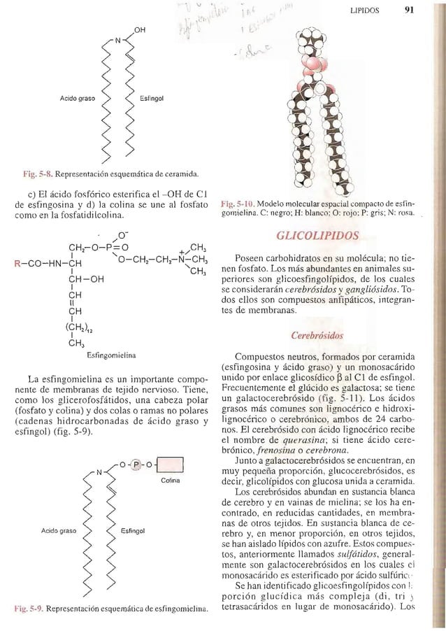 Quimica biologica antonio blanco Quimica biologica antonio blanco