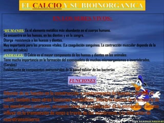 EN LOS SERES VIVOS:
•HUMANOS: Es el elemento metálico más abundante en el cuerpo humano.
Se encuentra en los huesos, en los dientes y en la sangre.
Otorga resistencia a los huesos y dientes.
Muy importante para los procesos vitales. (La coagulación sanguínea. La contracción muscular depende de la
acción del calcio)
ANIMALES: El Calcio es el mayor componente de los huesos y dientes en los animales.
Tiene mucha importancia en la formación del exoesqueleto de muchos microorganismos e invertebrados.
(Corales)
Estabilizante de componentes estructurales de la pared celular de las bacterias
Además de su función en la construcción y mantenimiento de huesos y dientes, el
calcio también tiene otras funciones metabólicas. Afecta la función de transporte de
las membranas celulares, actuando como un estabilizador de la membrana. También
influye en la transmisión de iones a través de las membranas, y la liberación de
neurotransmisores
 