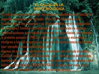 EL CALCIO EN LA
PARTE BIOLÓGICA
El calcio actúa como mediador intracelular cumpliendo una función de
segundo mensajero; por ejemplo, el ion Ca2+ interviene en la
contracción de los músculos y es imprescindible para la coagulación
de la sangre.1 También está implicado en la regulación de algunas
enzimas quinasas que realizan funciones de fosforilación, por ejemplo
la proteína quinasa C (PKC), y realiza unas funciones enzimáticas
similares a las del magnesio en procesos de transferencia de fosfato
(por ejemplo, la enzima fosfolipasa A2).
Algunas de sus sales son bastante insolubles, por ejemplo el sulfato
(CaSO4), carbonato (CaCO3), oxalato, etc. y forma parte de distintos
biominerales. Así, en el ser humano, está presente en los huesos como
hidroxiapatito cálcico, Ca10(OH)2(PO4)6. El calcio interviene en la
formación de las placas de algunas arterioesclerosis.
 