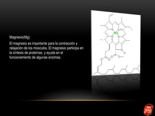 Magnesio(Mg) 
El magnesio es importante para la contracción y 
relajación de los músculos. El magnesio participa en 
la síntesis de proteínas, y ayuda en el 
funcionamiento de algunas enzimas. 
 