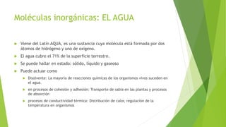 Moléculas inorgánicas: EL AGUA
 Viene del Latín AQUA, es una sustancia cuya molécula está formada por dos
átomos de hidrógeno y uno de oxígeno.
 El agua cubre el 71% de la superficie terrestre.
 Se puede hallar en estado: sólido, líquido y gaseoso
 Puede actuar como
 Disolvente: La mayoría de reacciones químicas de los organismos vivos suceden en
el agua.
 en procesos de cohesión y adhesión: Transporte de sabia en las plantas y procesos
de absorción
 procesos de conductividad térmica: Distribución de calor, regulación de la
temperatura en organismos
 