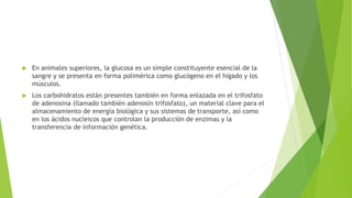 En animales superiores, la glucosa es un simple constituyente esencial de la
sangre y se presenta en forma polimérica como glucógeno en el hígado y los
músculos.
 Los carbohidratos están presentes también en forma enlazada en el trifosfato
de adenosina (llamado también adenosín trifosfato), un material clave para el
almacenamiento de energía biológica y sus sistemas de transporte, así como
en los ácidos nucleicos que controlan la producción de enzimas y la
transferencia de información genética.
 