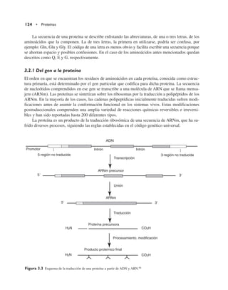 La secuencia de una proteína se describe enlistando las abreviaturas, de una o tres letras, de los
aminoácidos que la componen. La de tres letras, la primera en utilizarse, podría ser confusa, por
ejemplo: Gln, Glu y Gly. El código de una letra es menos obvio y facilita escribir una secuencia porque
se ahorran espacio y posibles confusiones. En el caso de los aminoácidos antes mencionados quedan
descritos como Q, E y G, respectivamente.
3.2.1 Del gen a la proteína
El orden en que se encuentran los residuos de aminoácidos en cada proteína, conocida como estruc-
tura primaria, está determinado por el gen particular que codifica para dicha proteína. La secuencia
de nucleótidos comprendidos en ese gen se transcribe a una molécula de ARN que se llama mensa-
jero (ARNm). Las proteínas se sintetizan sobre los ribosomas por la traducción a polipéptidos de los
ARNm. En la mayoría de los casos, las cadenas polipeptídicas inicialmente traducidas sufren modi-
ficaciones antes de asumir la conformación funcional en los sistemas vivos. Estas modificaciones
postraduccionales comprenden una amplia variedad de reacciones químicas reversibles e irreversi-
bles y han sido reportadas hasta 200 diferentes tipos.
La proteína es un producto de la traducción ribosómica de una secuencia de ARNm, que ha su-
frido diversos procesos, siguiendo las reglas establecidas en el código genético universal.
124 • Proteínas
ADN
ARNm precursor
Unión
ARNm
39
39
59
59
Traducción
Proteína precursora
Procesamiento, modificación
Producto proteínico final
Transcripción
Intrón Intrón
Promotor
5-región no traducida 3-región no traducida
H2N
H2N
CO2H
CO2H
Figura 3.3 Esquema de la traducción de una proteína a partir de ADN y ARN.94
 
