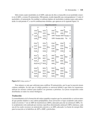 Sólo existen cuatro nucleótidos en el ADN, cada uno de ellos se transcribe en un nucleótido concre-
to en el ARN, y existen 20 aminoácidos. Obviamente, resulta imposible una correspondencia 1:1 entre el
nucleótido y el aminoácido. En realidad, se utilizan tripletes de nucleótidos (codones) para cada amino-
ácido, lo cual permite 43, o sea 64 combinaciones distintas, que aparecen en la siguiente figura 3.4.
3.2 Aminoácidos • 125
Segunda posición
U
U
C
A
G
Cys
Val Ala Gly
Glu
Asp
Arg
Arg
Thr
Met/
Ile
UUU UCU UAU UGU
UGC
UGA
UGG
UAC
UAA
UAG
UCC
UCA
UCG
UUC
UUA
UUG
CUU CCU CAU
CAC
CAA
CAG
CGU
CGC
CGA
CGG
CCC
CCA
CCG
CUC
CUA
CUG
AUU ACU
ACC
ACA
AAU
AUG ACG
AGU
AGC
AGA
AGG
GUU GCU GAU
GAC
GAA
GAG
GGU
GGC
GGA
GGG
GCC
GCA
GCG
GUC
GUA
GUG
AAC
AAA
AAG
AUC
AUA
Lys
Asn
Gln
His
Trp
Pro
Parada Parada
Parada
Tyr
Ser
Ser
Leu
Leu
Phe
U
C
C
A
A
G
G
U
C
A
G
U
C
A
G
U
C
A
G
Tercera
posición
Primera
posición
comien-
zo
Figura 3.4 Código genético.99
Este número es más que suficiente para codificar 20 aminoácidos, por lo que la mayoría tienen
codones múltiples. Se dice que el código genético es universal debido a que todos los organismos
utilizan los mismos codones para traducir sus genomas a proteínas. Las pocas excepciones están
distribuidas en todos los reinos biológicos.
Traducción
La termodinámica de la formación del enlace peptídico requiere que los aminoácidos se activen antes
de que puedan añadirse a una cadena polipeptídica. Esta activación se logra acoplando cada amino-
ácido al extremo 39 de un ARN de transferencia (ARNt) adecuado para dar un aminoacil-ARNt. Es-
te acoplamiento está catalizado por enzimas específicas denominadas aminoacil-ARNt sintetasas, cada
una de las cuales reconoce un aminoácido concreto y su ARNt adecuado. La fuente de energía libre
para la reacción es la hidrólisis de ATP a AMP y pirofosfato.
 