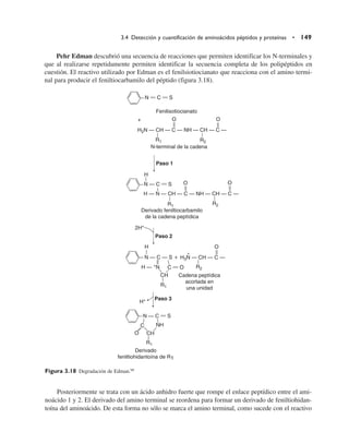 Pehr Edman descubrió una secuencia de reacciones que permiten identificar los N-terminales y
que al realizarse repetidamente permiten identificar la secuencia completa de los polipéptidos en
cuestión. El reactivo utilizado por Edman es el fenilsiotiocianato que reacciona con el amino termi-
nal para producir el feniltiocarbamilo del péptido (figura 3.18).
3.4 Detección y cuantificación de aminoácidos péptidos y proteínas • 149
Posteriormente se trata con un ácido anhidro fuerte que rompe el enlace peptídico entre el ami-
noácido 1 y 2. El derivado del amino terminal se reordena para formar un derivado de feniltiohidan-
toína del aminoácido. De esta forma no sólo se marca el amino terminal, como sucede con el reactivo
Figura 3.18 Degradación de Edman.99
N w C w S
N — C w S
N — C — S
N — C w S
C w O
Fenilisotiocianato
N-terminal de la cadena
Derivado feniltiocarbamilo
de la cadena peptídica
Cadena peptídica
acortada en
una unidad
Derivado
feniltiohidantoína de R1
Paso 2
Paso 3
Paso 1
+
+
+
O O
H2N — CH — C — NH — CH — C —
H3N — CH — C —
H — N — CH — C — NH — CH — C —
R1 R2
R1
R1
R1
R2
R2
O
H
2H+
H — +
N
O
O
H
H+
CH
CH
NH
C
O
 