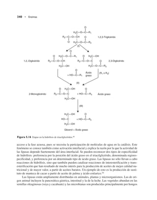 acceso a la fase acuosa, pues se necesita la participación de moléculas de agua en la catálisis. Este
fenómeno se conoce también como activación interfacial y explica la razón por la que la actividad de
las lipasas depende fuertemente del área interfacial. Se pueden reconocer dos tipos de especificidad
de hidrólisis: preferencia por la posición del ácido graso en el triacilglicérido, denominada regioes-
pecificidad, y preferencia por un determinado tipo de ácido graso. Las lipasas no sólo llevan a cabo
reacciones de hidrólisis, sino que también pueden catalizar reacciones de interesterificación y trans-
esterificación que han resultado de mucho interés para la producción de aceites de mejor calidad nu-
tricional y de mayor valor, a partir de aceites baratos. Un ejemplo de esto es la producción de susti-
tuto de manteca de cacao a partir de aceite de palma y ácido estéarico.34
Las lipasas están ampliamente distribuidas en animales, plantas y microorganismos. Las de ori-
gen animal incluyen la pancreática gástrica, intestinal y la de la leche. Las vegetales abundan en las
semillas oleaginosas (soya y cacahuate) y las microbianas son producidas principalmente por hongos
340 • Enzimas
H2C—O—C—R1
O
R2—C—O—CH
O H2C—O—C—R3
(I)
(II)
O
O
O H2C—O—C—R1
R2—C—O—CH
H2C—OH
H2C—OH
R2—C—O—C
H2C—O—C—R3
O
O
O
+ HO—C—R1
H2C—OH
R2—C—O—C
H2C—OH
O O
+ HO—C—R3
(III)
H2C—OH
HO—C
H2C—OH
O
+ HO—C—R2
1,2,-Diglicérido
2-Monoglicérido
Glicerol + Ácido graso
Ácido graso
2,3-Diglicérido
1,2,3-Triglicérido
Ácido
graso
(R1 o R3)
Figura 5.16 Etapas en la hidrólisis de triacilglicéridos.40
 