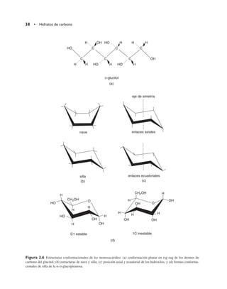 38 • Hidratos de carbono
H OH HO H H H
HO C C C
C C C OH
H H HO H HO H
D-glucitol
(a)
nave
eje de simetría
enlaces axiales
silla
(b)
enlaces ecuatoriales
(c)
H
H
H
H
H
O
HO
HO
OH
OH
CH2OH
C1 estable
(d)
1C inestable
H
H
H
H H
OH OH
OH
OH O
CH2OH
Figura 2.6 Estructuras conformacionales de los monosacáridos: (a) conformación planar en zig-zag de los átomos de
carbono del glucitol; (b) estructuras de nave y silla; (c) posición axial y ecuatorial de los hidroxilos, y (d) formas conforma-
cionales de silla de la -D-glucopiranosa.
 