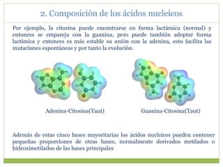 2. Composición de los ácidos nucleicos
Por ejemplo, la citosina puede encontrarse en forma lactámica (normal) y
entonces se empareja con la guanina, pero puede también adoptar forma
lactímica y entonces es más estable su unión con la adenina, esto facilita las
mutaciones espontáneas y por tanto la evolución.
Además de estas cinco bases mayoritarias los ácidos nucleicos pueden contener
pequeñas proporciones de otras bases, normalmente derivados metilados o
hidroximetilados de las bases principales
Adenina-Citosina(Taut) Guanina-Citosina(Taut)
 