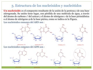 Los nucleósidos comunes del ARN son :
Un nucleósido es el compuesto resultante de la unión de la pentosa y de una base
nitrogenada. Su unión tiene lugar, con pérdida de una molécula de agua, a través
del átomo de carbono 1' del azúcar y el átomo de nitrógeno 1 de la base pirimidínica
o el átomo de nitrógeno 9 de la base púrica, como se indica en la Figura.
Los nucleósidos comunes del ADN son :
3. Estructura de los nucleósidos y nucleótidos
 