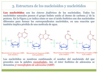 Los nucleótidos son los ésteres fosfóricos de los nucleósidos. Todos los
nucleótidos naturales poseen el grupo fosfato unido al átomo de carbono 5' de la
pentosa. En la Figura 5 se indica cómo se une el ácido fosfórico con dos nucleósidos
diferentes para formar los correspondientes nucleótidos, en una reacción que
también implica pérdida de una molécula de agua.
Los nucleótidos se nombran combinando el nombre del nucleósido del que
proceden con la palabra monofosfato. Así, el éster fosfórico de adenosina se
denomina 5'-monofosfato de adenosina (AMP)
3. Estructura de los nucleósidos y nucleótidos
 