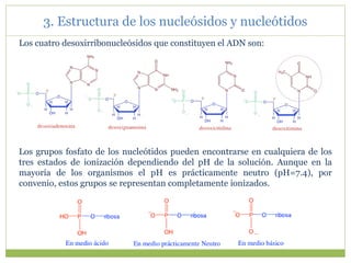 3. Estructura de los nucleósidos y nucleótidos
Los cuatro desoxirribonucleósidos que constituyen el ADN son:
Los grupos fosfato de los nucleótidos pueden encontrarse en cualquiera de los
tres estados de ionización dependiendo del pH de la solución. Aunque en la
mayoría de los organismos el pH es prácticamente neutro (pH=7.4), por
convenio, estos grupos se representan completamente ionizados.
 