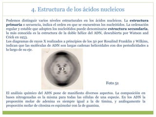 Podemos distinguir varios niveles estructurales en los ácidos nucleicos. La estructura
primaria o secuencia, indica el orden en que se encuentran los nucleótidos. La ordenación
regular y estable que adopten los nucleótidos puede denominarse estructura secundaria,
la más conocida es la estructura de la doble hélice del ADN, descubierta por Watson and
Crick en 1953.
Los diagramas de rayos X realizados a principios de los 50 por Rosalind Franklin y Wilkins,
indican que las moléculas de ADN son largas cadenas helicoidales con dos periodicidades a
lo largo de su eje.
Foto 51
El análisis químico del ADN pone de manifiesto diversos aspectos. La composición en
bases nitrogenadas es la misma para todas las células de una especie. En los ADN la
proporción molar de adenina es siempre igual a la de timina, y análogamente la
proporción molar de citosina es equimolar con la de guanina.
4. Estructura de los ácidos nucleicos
 