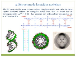 El ADN suele estar formado por dos cadenas complementarias, con todos los pares
unidos mediante enlaces de hidrógeno donde cada base se asocia con su
correspondiente (A-T y C-G). Las cadenas son antiparalelas colocándose en
sentidos opuestos.
4. Estructura de los ácidos nucleicos
 