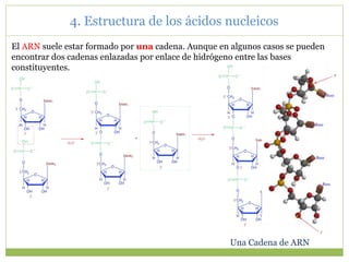 Una Cadena de ARN
El ARN suele estar formado por una cadena. Aunque en algunos casos se pueden
encontrar dos cadenas enlazadas por enlace de hidrógeno entre las bases
constituyentes.
4. Estructura de los ácidos nucleicos
 