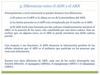 Principalmente a nivel estructural se pueden destacar tres diferencias:
1) El azúcar en el ARN es la ribosa en vez de la deoxirribosa del ADN.
2) La timina presente en el ADN esta reemplazada por el uracilo en el ARN.
3) El ADN suele estar formado por dos cadenas complementarias mientras el
ARN, en la mayoría de los casos, esta constituido por una única cadena. Esto no
excluye que, en algunos casos, en el ARN se pueda encontrar una doble cadena
parcial.
Con respecto a sus funciones, el ADN almacena la información genética de las
células mientras que el ARN es el polímero que participa en los procesos que
usan esta información.
Existen tres tipos diferentes de ARN, cada uno de los cuales desempeña una
función diferente, el mensajero (ARNm), el transferente (ARNr) y el ribosómico
(ARNr).
5. Diferencias entre el ADN y el ARN
 