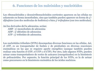 Los ribonucleósidos y desoxirribonucleósidos corrientes aparecen en las células no
solamente en forma monofosfato, sino que también pueden aparecer en forma de 5'-
difosfatos (con dos moléculas de fosfórico) o bien 5'-trifosfatos (con tres moléculas).
Así los derivados del la adenosina, serían:
AMP : 5'-monofosfato de adenosina
ADP : 5'-difosfato de adenosina
ATP : 5'-trifosfato de adenosina.
Los nucleótidos trifosfato (NTPs) desempeñan diversas funciones en las células. Así,
el ATP, es un transportador de fosfato y de pirofosfato en diversas reacciones
enzimáticas en las que se requiere aporte energético (aunque también pueden
realizar esta función el GTP, el UTP y el CTP). Por otro, lado algunos NTPs, pueden
actuar como transportadores de restos de azúcares (energetizados) en la biosíntesis
de polisacáridos. Por supuesto, la función principal de los NTPs, es la de actuar
como precursores en la biosíntesis enzimática de los ácidos nucleicos.
6. Funciones de los nuleósidos y nucleótidos
 