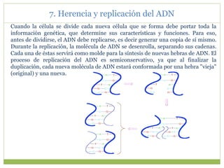 Cuando la célula se divide cada nueva célula que se forma debe portar toda la
información genética, que determine sus características y funciones. Para eso,
antes de dividirse, el ADN debe replicarse, es decir generar una copia de sí mismo.
Durante la replicación, la molécula de ADN se desenrolla, separando sus cadenas.
Cada una de éstas servirá como molde para la síntesis de nuevas hebras de ADN. El
proceso de replicación del ADN es semiconservativo, ya que al finalizar la
duplicación, cada nueva molécula de ADN estará conformada por una hebra "vieja"
(original) y una nueva.
7. Herencia y replicación del ADN
 