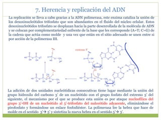 La replicación se lleva a cabo gracias a la ADN polimerasa, este enzima cataliza la unión de
los desoxinucleótidos trifosfato que son abundantes en el fluido del núcleo celular. Estos
desoxinucleótidos trifosfato se desplazan hacia la parte desenrollada de la molécula de ADN
y se colocan por complementariedad enfrente de la base que les corresponde (A=T; C=G) de
la cadena que actúa como molde y una vez que están en el sitio adecuado se unen entre si
por acción de la polimerasa III.
La adición de dos unidades nucleótidicas consecutivas tiene lugar mediante la unión del
grupo hidroxilo del carbono 3’ de un nucleótido con el grupo fosfato del extremo 5’ del
siguiente, el mecanismo por el que se produce esta unión es por ataque nucleofílico del
grupo 3’-OH de un nucleótido al 5’-trifosfato del nulceótido adyacente, eliminándose el
pirofosfato y formándose un enlace fosfodiéster. La polimerasa lee la hebra que hace de
molde en el sentido 3’ 5’ y sintetiza la nueva hebra en el sentido 5’ 3’.
7. Herencia y replicación del ADN
 