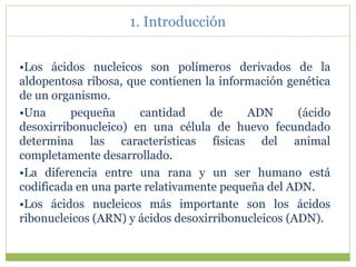 1. Introducción
•Los ácidos nucleicos son polímeros derivados de la
aldopentosa ribosa, que contienen la información genética
de un organismo.
•Una pequeña cantidad de ADN (ácido
desoxirribonucleico) en una célula de huevo fecundado
determina las características físicas del animal
completamente desarrollado.
•La diferencia entre una rana y un ser humano está
codificada en una parte relativamente pequeña del ADN.
•Los ácidos nucleicos más importante son los ácidos
ribonucleicos (ARN) y ácidos desoxirribonucleicos (ADN).
 