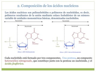 Los ácidos nucleicos son polinucleótidos o polímeros de nucleótidos, es decir,
polímeros resultantes de la unión mediante enlace fosfodiéster de un número
variable de unidades monoméricas básicas, denominadas nucleótidos.
Cada nucleótido está formado por tres componentes. Una pentosa, un compuesto
heterocíclico nitrogenado, que constituye junto con la pentosa un nucleósido, y el
ácido fosfórico.
2. Composición de los ácidos nucleicos
 