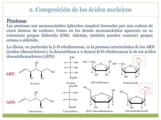 Pentosa:
Las pentosas son monosacáridos (glúcidos simples) formados por una cadena de
cinco átomos de carbono. Como en los demás monosacáridos aparecen en su
estructura grupos hidroxilo (OH). Además, también pueden contener grupos
cetona o aldehído.
La ribosa, en particular la -D-ribofuranosa, es la pentosa característica de los ARN
(ácidos ribonucleicos) y la desoxiribosa o 2-desoxi-β-D-ribofuranosa la de los ácidos
desoxiribonucleicos (ADN)
ARN
ADN
2. Composición de los ácidos nucleicos
 