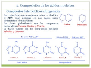 Las cuatro bases que se suelen encontrar en el ARN y
el ADN están divididas en dos clases: bases
pirimidínicas y bases púricas.
Las bases pirimídinicas son los compuestos
monociclicos Citosina, Timina y Uracilo.
La bases púricas son los compuestos bicíclicos
Adenina y Guanina.
Compuestos heterocíclicos nitrogenados:
2. Composición de los ácidos nucleicos
Purina Pirimidina
 