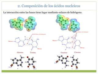 2. Composición de los ácidos nucleicos
La interacción entre las bases tiene lugar mediante enlaces de hidrógeno.
 